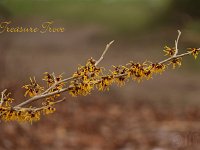 Hamamelis Treasure Trove 2015 02 07 3170